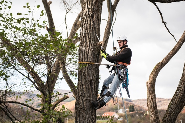 Tree Maintenance