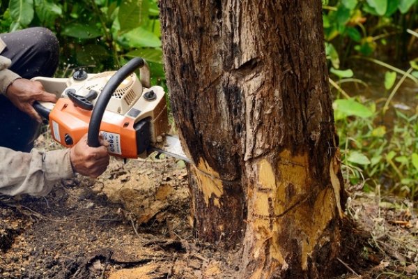 Tree Removal