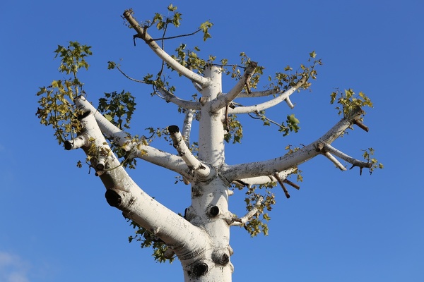 Tree Topping