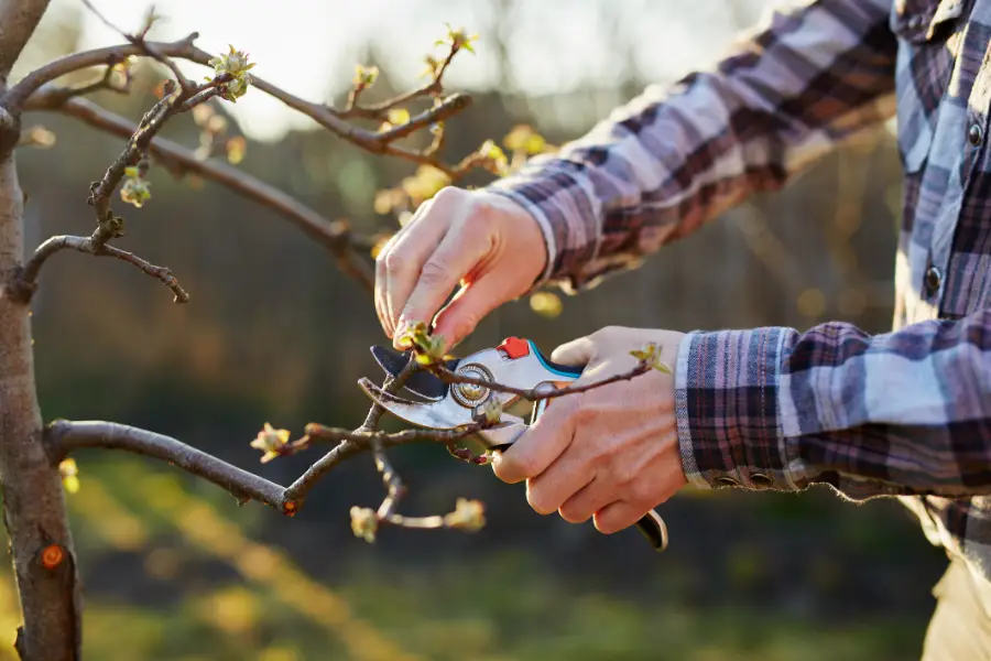 DA Tree Service's Other Services